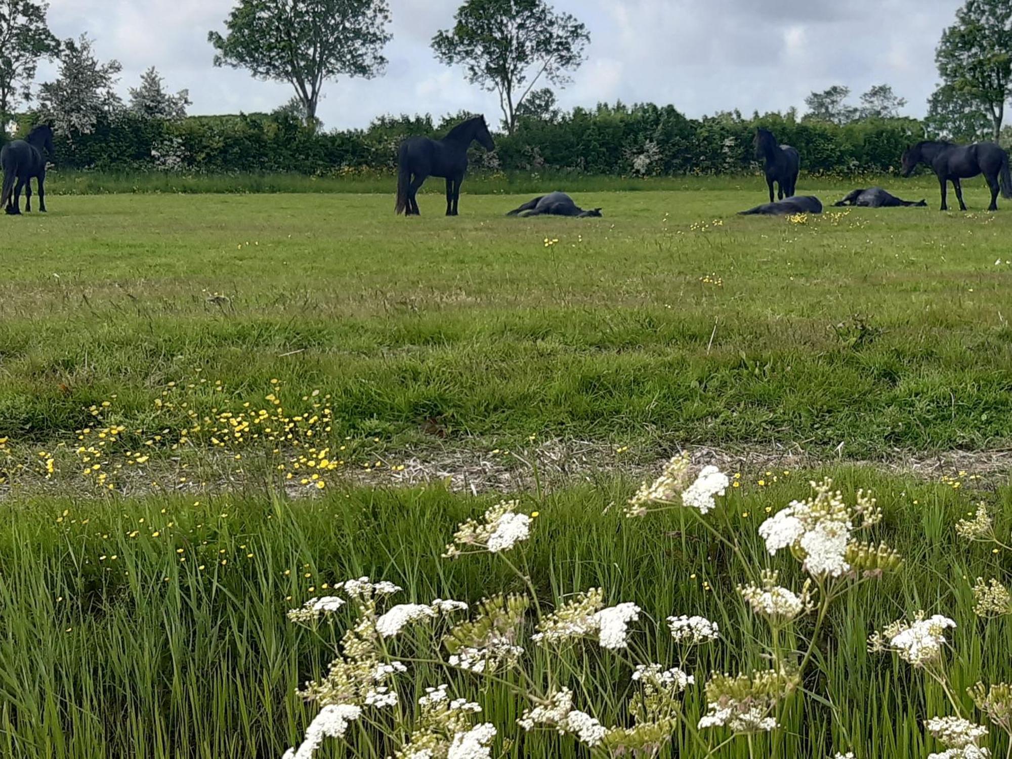 Wetterwillefriesland Wommels Exteriör bild